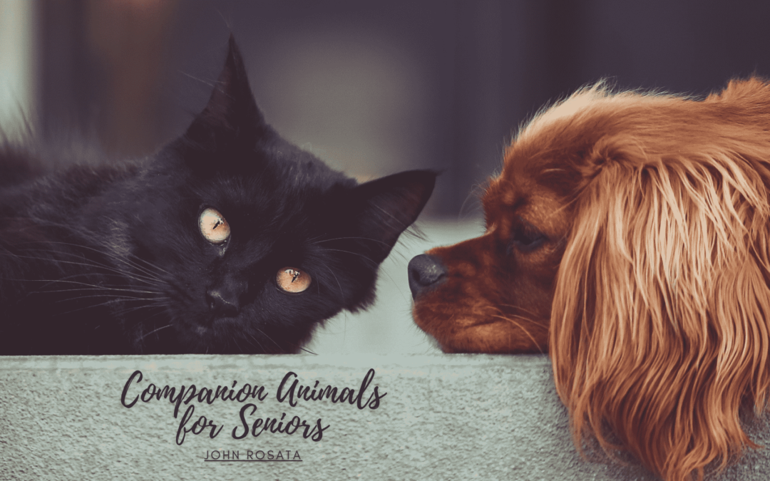 Companion Animals For Seniors Min
