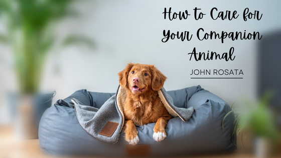How to Care for Your Companion Animal