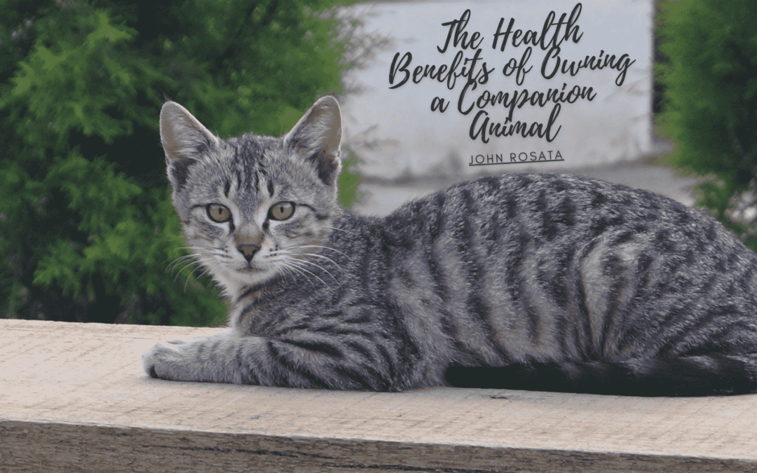 The Health Benefits of Owning a Companion Animal