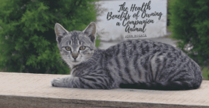 The Health Benefits Of Owning A Companion Animal Min