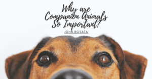 Why Are Companion Animals So Important Min